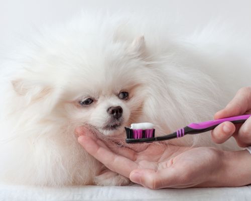 Pet Small Animal Dentistry