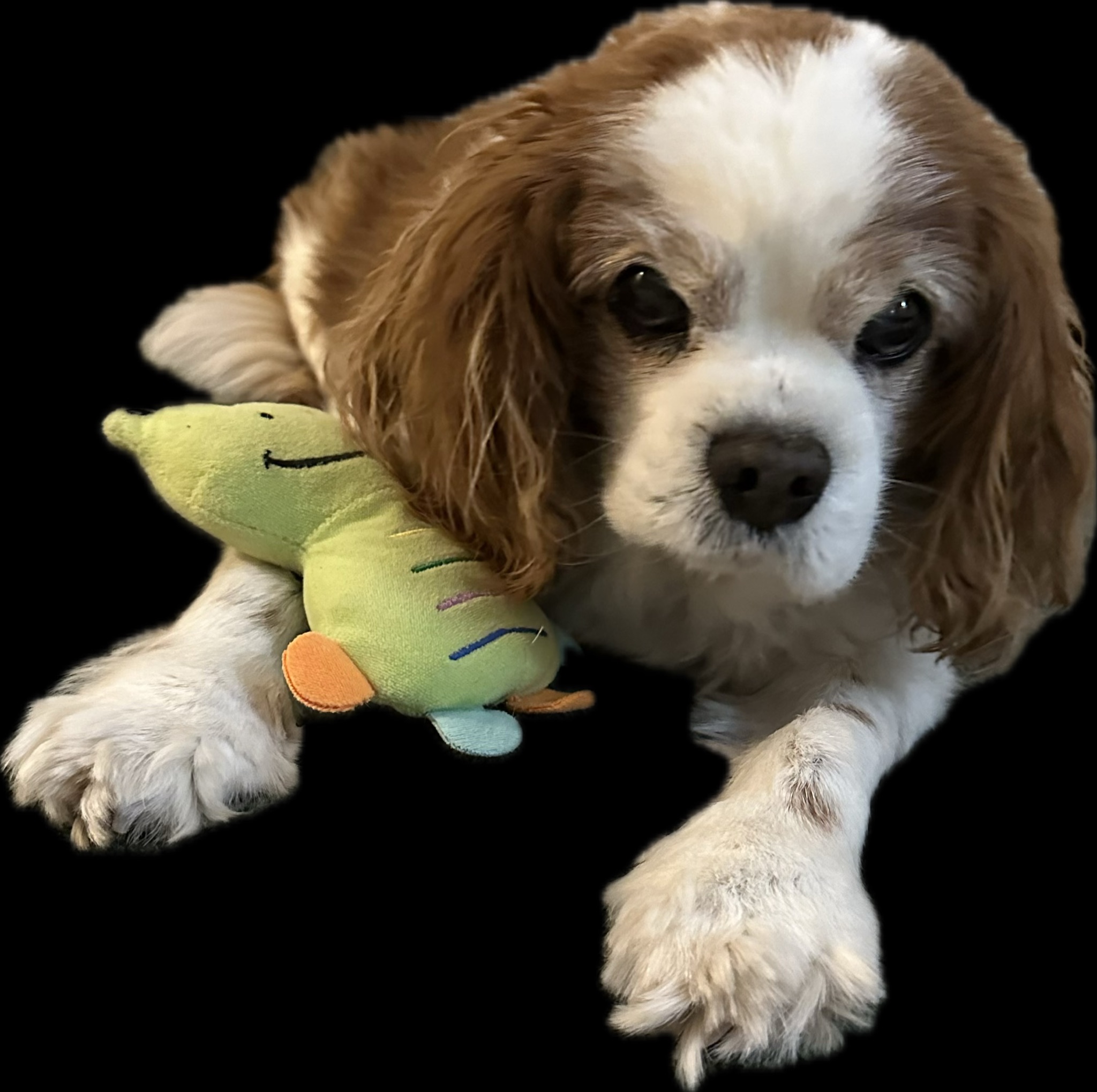 Dog with a pet toy